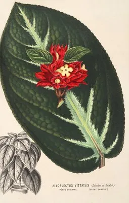 Alloplectus vittatus (Alloplectus vittatus)