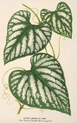 Cissus Lindeni (Cissus Lindeni)