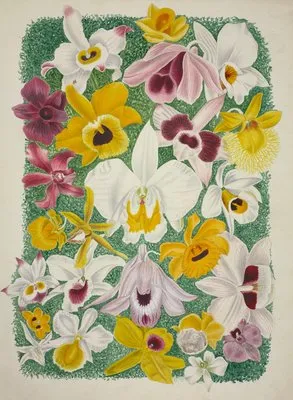 Mon Jardin a Ceylan Pl.002 (1896) (Mon Jardin a Ceylan Pl.002 (1896))