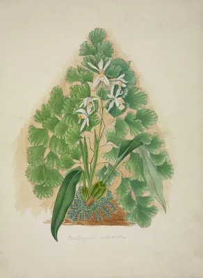 Mon Jardin a Ceylan Pl.004 (1896) (Mon Jardin a Ceylan Pl.004 (1896))