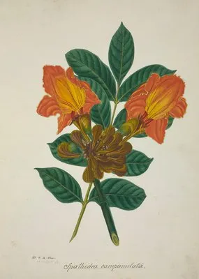 Mon Jardin a Ceylan Pl.005 (1896) (Mon Jardin a Ceylan Pl.005 (1896))