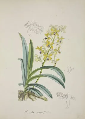 Mon Jardin a Ceylan Pl.012 (1896) (Mon Jardin a Ceylan Pl.012 (1896))