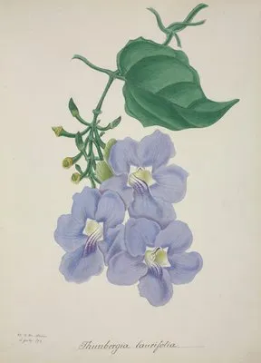 Mon Jardin a Ceylan Pl.014 (1896) (Mon Jardin a Ceylan Pl.014 (1896))