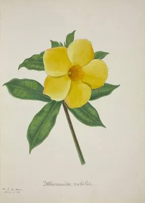 Mon Jardin a Ceylan Pl.015 (1896) (Mon Jardin a Ceylan Pl.015 (1896))