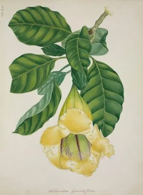 Mon Jardin a Ceylan Pl.016 (1896) (Mon Jardin a Ceylan Pl.016 (1896))