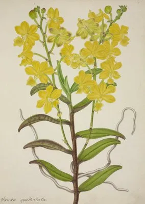 Mon Jardin a Ceylan Pl.018 (1896) (Mon Jardin a Ceylan Pl.018 (1896))