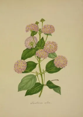 Mon Jardin a Ceylan Pl.020 (1896) (Mon Jardin a Ceylan Pl.020 (1896))