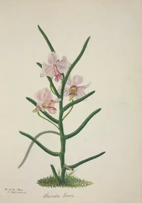 Mon Jardin a Ceylan Pl.022 (1896) (Mon Jardin a Ceylan Pl.022 (1896))