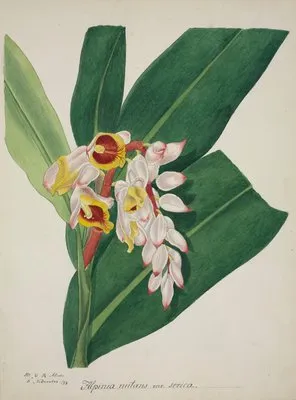 Mon Jardin a Ceylan Pl.023 (1896) (Mon Jardin a Ceylan Pl.023 (1896))