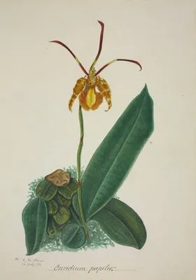 Mon Jardin a Ceylan Pl.024 (1896) (Mon Jardin a Ceylan Pl.024 (1896))