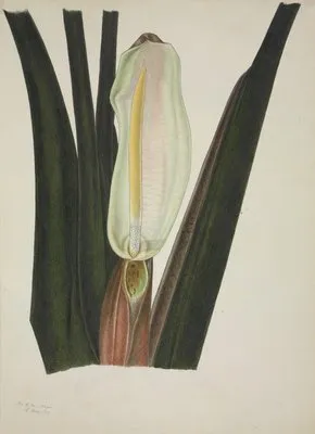Mon Jardin a Ceylan Pl.026 (1896) (Mon Jardin a Ceylan Pl.026 (1896))