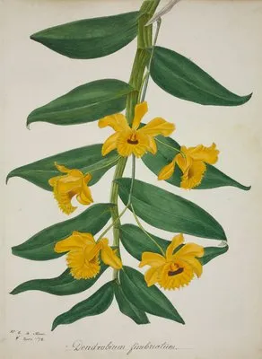 Mon Jardin a Ceylan Pl.027 (1896) (Mon Jardin a Ceylan Pl.027 (1896))