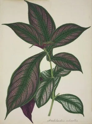 Mon Jardin a Ceylan Pl.028 (1896) (Mon Jardin a Ceylan Pl.028 (1896))
