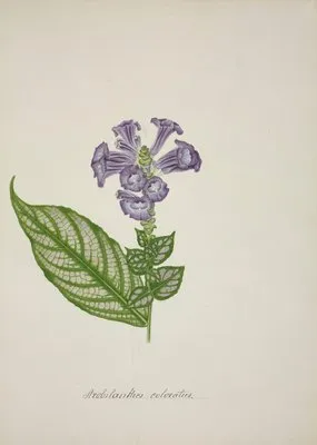 Mon Jardin a Ceylan Pl.029 (1896) (Mon Jardin a Ceylan Pl.029 (1896))