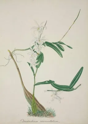 Mon Jardin a Ceylan Pl.032 (1896) (Mon Jardin a Ceylan Pl.032 (1896))