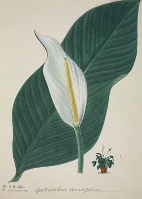 Mon Jardin a Ceylan Pl.034 (1896) (Mon Jardin a Ceylan Pl.034 (1896))