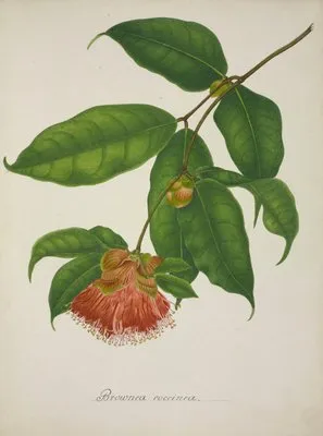 Mon Jardin a Ceylan Pl.035 (1896) (Mon Jardin a Ceylan Pl.035 (1896))