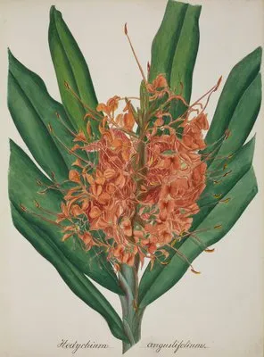 Mon Jardin a Ceylan Pl.037 (1896) (Mon Jardin a Ceylan Pl.037 (1896))