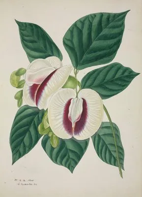 Mon Jardin a Ceylan Pl.038 (1896) (Mon Jardin a Ceylan Pl.038 (1896))