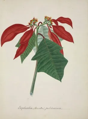 Mon Jardin a Ceylan Pl.039 (1896) (Mon Jardin a Ceylan Pl.039 (1896))
