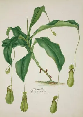 Mon Jardin a Ceylan Pl.040 (1896) (Mon Jardin a Ceylan Pl.040 (1896))