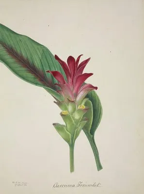 Mon Jardin a Ceylan Pl.044 (1896) (Mon Jardin a Ceylan Pl.044 (1896))