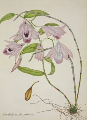 Mon Jardin a Ceylan Pl.045 (1896) (Mon Jardin a Ceylan Pl.045 (1896))