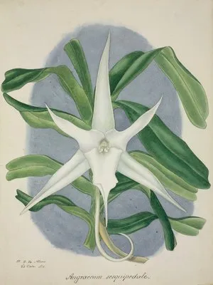 Mon Jardin a Ceylan Pl.046 (1896) (Mon Jardin a Ceylan Pl.046 (1896))