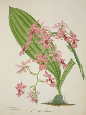 Mon Jardin a Ceylan Pl.047 (1896) (Mon Jardin a Ceylan Pl.047 (1896))