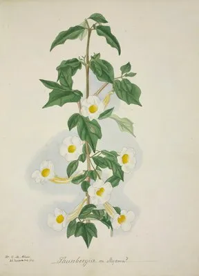 Mon Jardin a Ceylan Pl.055 (1896) (Mon Jardin a Ceylan Pl.055 (1896))