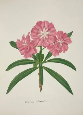Mon Jardin a Ceylan Pl.057 (1896) (Mon Jardin a Ceylan Pl.057 (1896))
