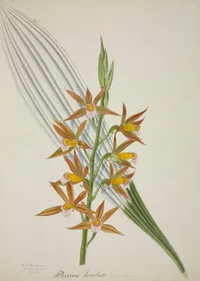 Mon Jardin a Ceylan Pl.058 (1896) (Mon Jardin a Ceylan Pl.058 (1896))