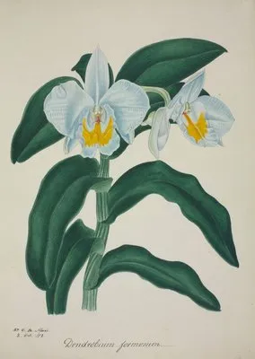 Mon Jardin a Ceylan Pl.060 (1896) (Mon Jardin a Ceylan Pl.060 (1896))