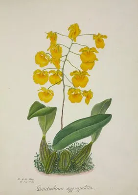 Mon Jardin a Ceylan Pl.061 (1896) (Mon Jardin a Ceylan Pl.061 (1896))