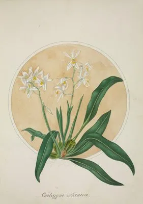 Mon Jardin a Ceylan Pl.062 (1896) (Mon Jardin a Ceylan Pl.062 (1896))
