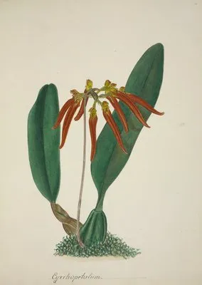 Mon Jardin a Ceylan Pl.065 (1896) (Mon Jardin a Ceylan Pl.065 (1896))