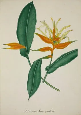 Mon Jardin a Ceylan Pl.068 (1896) (Mon Jardin a Ceylan Pl.068 (1896))