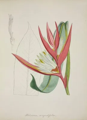 Mon Jardin a Ceylan Pl.069 (1896) (Mon Jardin a Ceylan Pl.069 (1896))