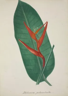 Mon Jardin a Ceylan Pl.070 (1896) (Mon Jardin a Ceylan Pl.070 (1896))