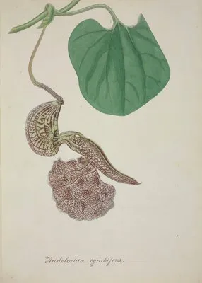 Mon Jardin a Ceylan Pl.072 (1896) (Mon Jardin a Ceylan Pl.072 (1896))