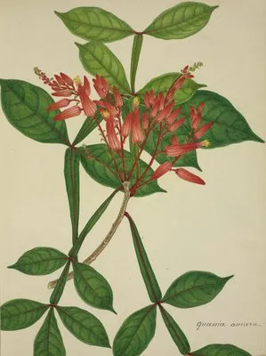 Mon Jardin a Ceylan Pl.076 (1896) (Mon Jardin a Ceylan Pl.076 (1896))