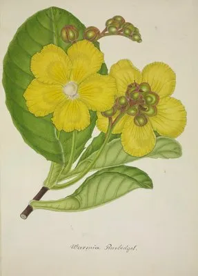 Mon Jardin a Ceylan Pl.078 (1896) (Mon Jardin a Ceylan Pl.078 (1896))