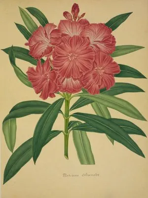 Mon Jardin a Ceylan Pl.079 (1896) (Mon Jardin a Ceylan Pl.079 (1896))
