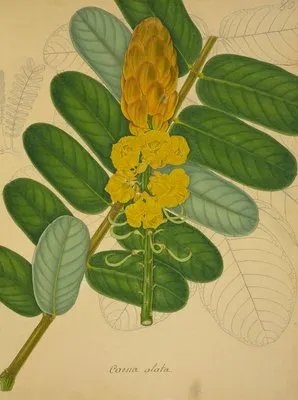 Mon Jardin a Ceylan Pl.080 (1896) (Mon Jardin a Ceylan Pl.080 (1896))