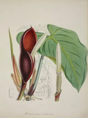 Mon Jardin a Ceylan Pl.082 (1896) (Mon Jardin a Ceylan Pl.082 (1896))
