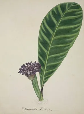 Mon Jardin a Ceylan Pl.084 (1896) (Mon Jardin a Ceylan Pl.084 (1896))
