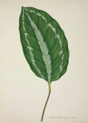 Mon Jardin a Ceylan Pl.085 (1896) (Mon Jardin a Ceylan Pl.085 (1896))