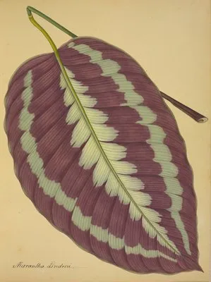Mon Jardin a Ceylan Pl.089 (1896) (Mon Jardin a Ceylan Pl.089 (1896))