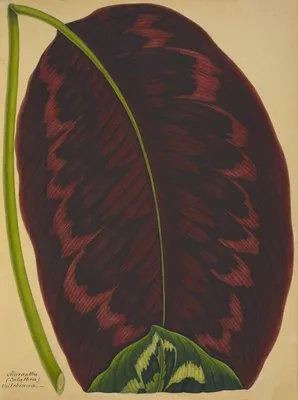 Mon Jardin a Ceylan Pl.091 (1896) (Mon Jardin a Ceylan Pl.091 (1896))
