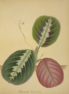 Mon Jardin a Ceylan Pl.094 (1896) (Mon Jardin a Ceylan Pl.094 (1896))